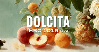 Dolcita Hops T90 2023 8.7%AA