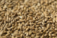 Gladfield Gladiator Malt