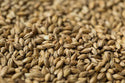 Gladfield Gladiator Malt