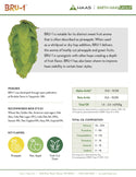 BRU-1 Hops Information