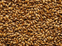 Light Crystal Malt Grain