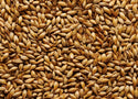 Medium Crystal Malt Grain