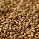 Gladfield RedBack Malt