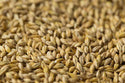 Gladfield Sour Grapes Malt - Acidulated
