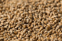 Gladfield Wheat Malt