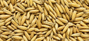 Malted Oats - Simpsons