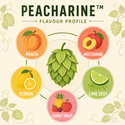 Peacharine hops flavour wheel showing peach nectarine citrus lime zest and sweet fruit
