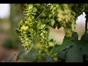 BRU-1 Hops T90 2022 14.8%AA