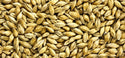 Simpsons Golden Promise malted British heritage barley grain