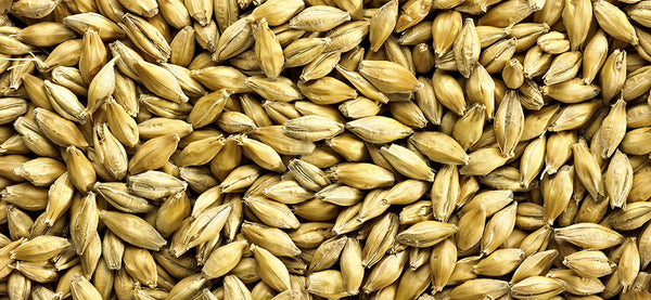 Simpsons Golden Promise malted British heritage barley grain