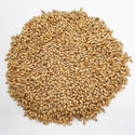 Close-up of Voyager Veloria malted Australian Schooner barley