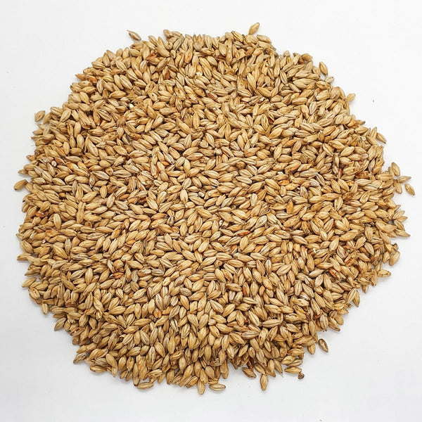 Close-up of Voyager Veloria malted Australian Schooner barley