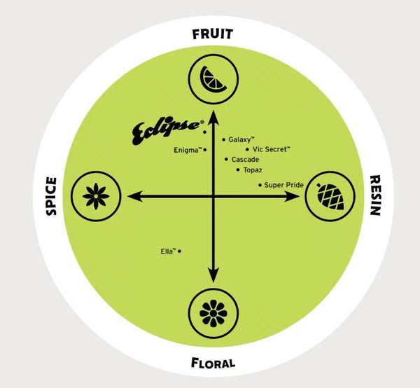 Eclipse hop flavour profile featuring sweet mandarin, citrus peel and fresh pine
