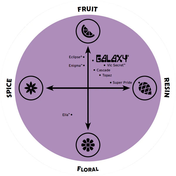Galaxy hop flavour profile featuring passionfruit, peach and citrus