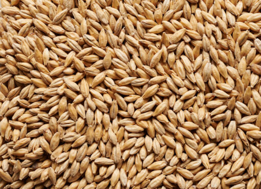 Tasmanian Firefoxx barley used for Joe White Devils Pale Distillers Malt