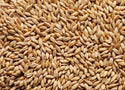 Tasmanian Firefoxx barley used for Joe White Devils Pale Distillers Malt